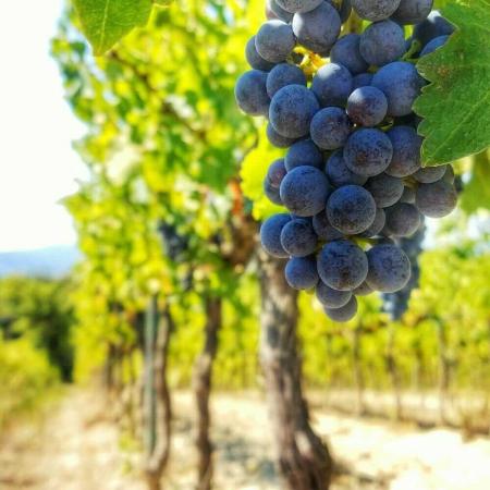 Grape Festival